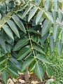 Starr-090421-6250-Polyscias racemosa-leaves-Keikilani Rd Pukalani-Maui (24952473915).jpg