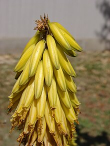 Aloe Vera Wikipedia La Enciclopedia Libre