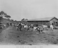 StateLibQld 2 392505 Ayrshire herd on St. Helena Island, 1910.jpg