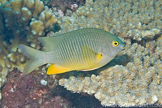 <span class="mw-page-title-main">Coral Sea gregory</span> Species of fish