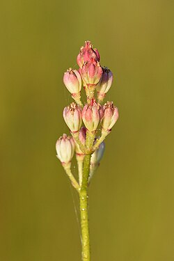 Sticky False Asphodel (Triantha glutinosa)