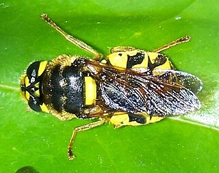 <i>Stratiomys maculosa</i> Species of fly
