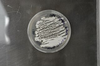 <i>Streptomyces katrae</i> Species of bacterium