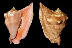 Apertural and abapertural views of a shell of Lobatus peruvianus Strombus peruvianus 15a.jpg