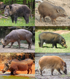 <span class="mw-page-title-main">Suidae</span> Family of mammals belonging to even-toed ungulates