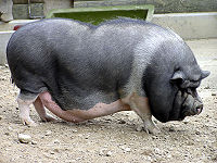 Pot-bellied pig