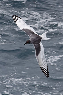 Una gaviota de las Galápagos sobrevolando la isla Española.