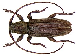 Sybra aequabilis