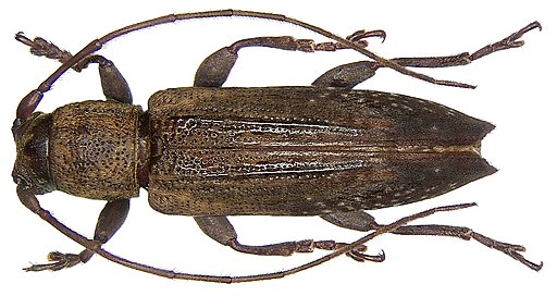 Sybra pulverea Pascoe, 1865 (2881422395)