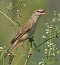 Miniatuur voor Sykes' spotvogel