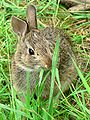 Sylvilagus floridanus