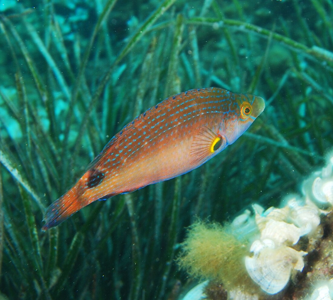 地中海扁隆頭魚