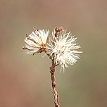 Photograph of a fruiting plant