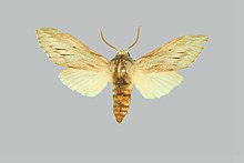 Synoecha marmorata, erkek, üst taraf. Avustralya, Queensland, Clermont, Belyando Shire.jpg