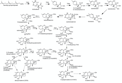 Synthesis pathways of nivalenol and deoxynivalenol Synthesis nivalenol deoxynivalenol.tif