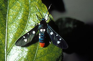 <i>Syntomeida</i> Genus of moths