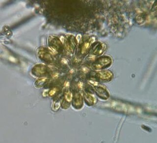 Synurid Group of algae