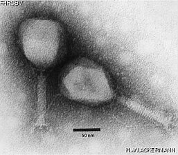 Tequatrovirus (ehem. T4likevirus) Straboviridae