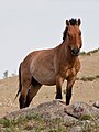 Hustai National Park, Mongolia