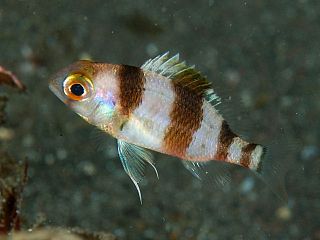 <i>Parascolopsis inermis</i> Species of fish