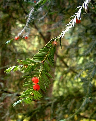 The anticancer drug taxol was developed after screening of the Pacific yew, Taxus brevifolia (foliage and fruit shown) in 1971.
