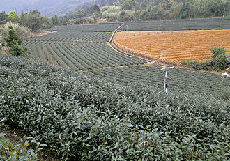 Tea plantation in Pinglin District Tea plantation, Pinglin.jpg
