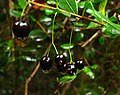 Temu (Blepharocalyx cruckshanksii) - mature fruits (Inao Vásquez) 001.jpg
