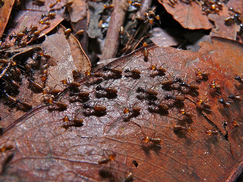 File:Termites (Nasutitermes sp.) (8439859723).jpg