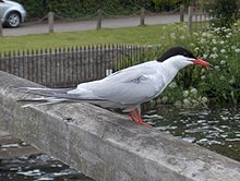 Common tern Tern-KayEss-2.jpeg