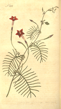 the botanical magazine plate 244(volume 7 1794.png