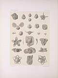 Miniatuur voor Bestand:The North American Crinoidea camerata (PLATE LXXIX) (7401884400).jpg