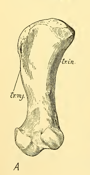 File:The Osteology of the Reptiles-181 ffewedf dfg dfg hfgg iuy.png