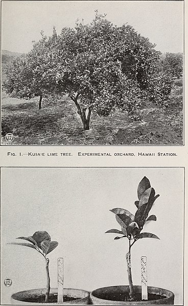 File:The acid lime fruit in Hawaii (1923) (16583092020).jpg