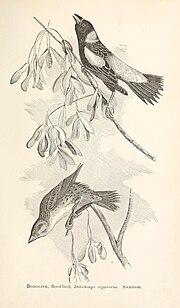 Thumbnail for File:The birds of New England and adjacent states - arranged by a long-approved classification and nomenclature with illustrations of many species of the birds, accurate figures of their nests and eggs (14568812880).jpg