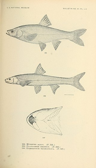 <span class="mw-page-title-main">Flathead chub</span> Species of fish in the carp family