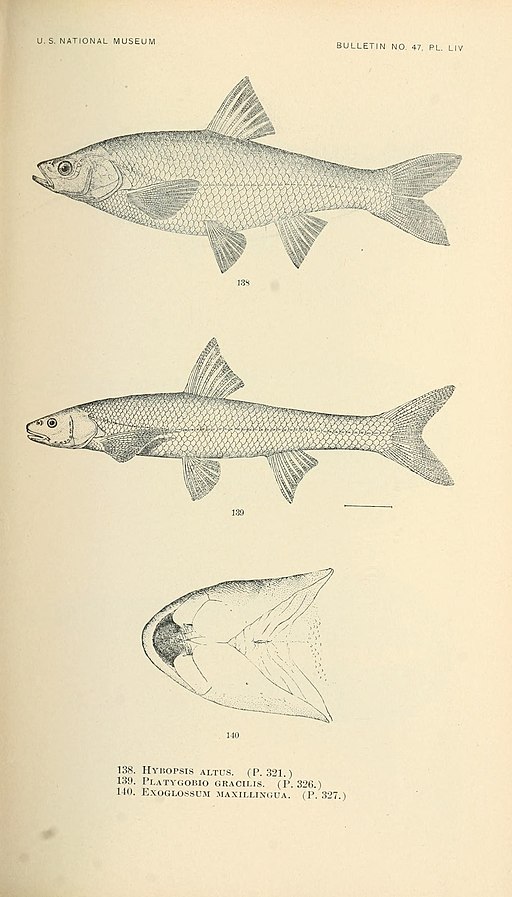 The fishes of North and Middle America (Pl. LIV) (7983322799)