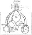 The mammalian urino-gential system. Wellcome M0000375.jpg