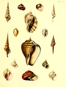 The zoology of Captain Beechey's voyage (Plate 35) (7061716325).jpg