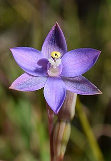 <i>Thelymitra arenaria</i> Species of orchid