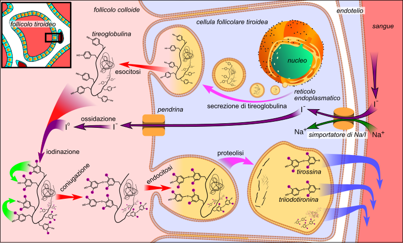 File:Thyroid hormone synthesis-it.svg