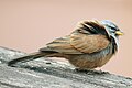 * Nomination A little striolated bunting facing the wind. Taken in a riad at Marrakesh. By User:Robdefreitas --Reda benkhadra 11:38, 29 May 2016 (UTC) * Decline Wrong choice of focus: Head is not sharp --Cccefalon 12:03, 29 May 2016 (UTC)