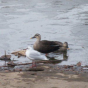 Karugamo (Anas poecilorhyncha) and Yuri-Kamome (Larus ridibundus) in city park without a coastline.