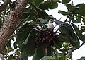 Torresian imperial pigeon on nest (32130389956).jpg