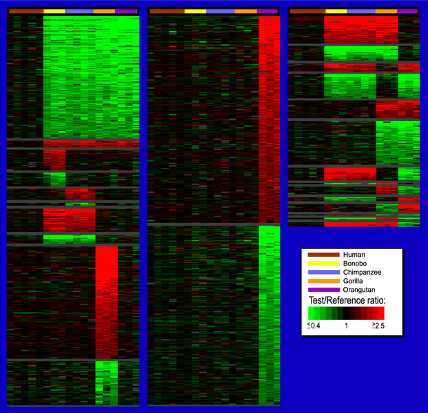 File:TreeView Images of LS Genes for Different Hominoid Lineages and Lineage Combinations Ranked as a Function of aCGH Ratio - journal.pbio.0020207.g007.png