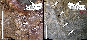 Examples of periosteal reactive bone in selected specimens of Triceratops