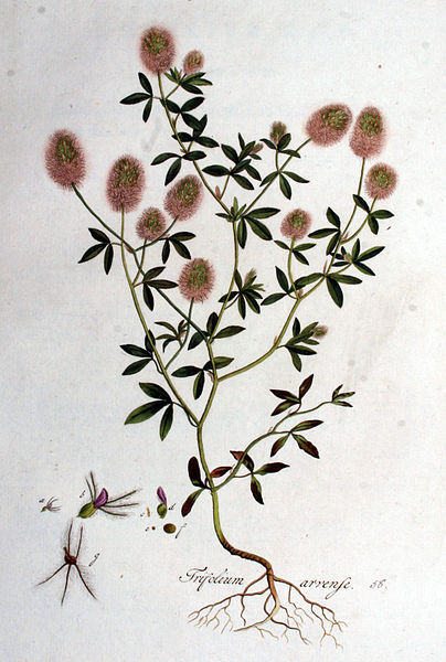 File:Trifolium arvense — Flora Batava — Volume v1.jpg