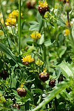 Miniatura para Trifolium badium