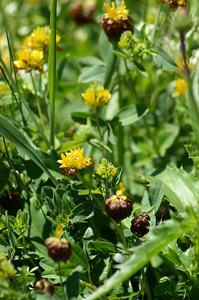 File:Trifolium badium, Braun Klee 2.JPG