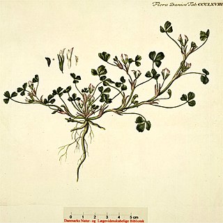 <i>Trifolium ornithopodioides</i> Species of plant in the family Fabaceae