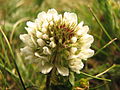 Trifolium repens2.jpg